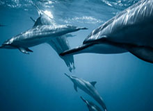 ggbet365-宁波男篮社媒分享视频：团建日，movie with barbecue